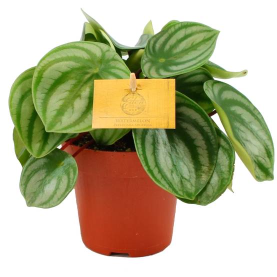 Gardenersdream - Peperomia Argyreia Remarquable | Meilleure Plante D'Intérieur (De 15 À 25 Cm) - GardenersDream - Image 2
