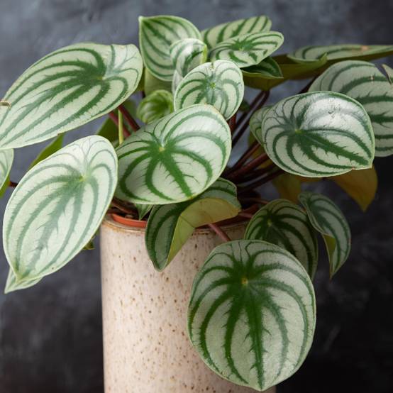 Gardenersdream - Peperomia Argyreia Remarquable | Meilleure Plante D'Intérieur (De 15 À 25 Cm) - GardenersDream - Image 1