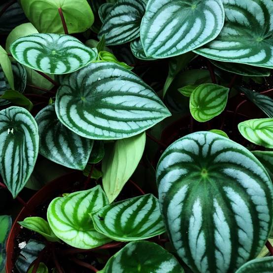 Gardenersdream - Peperomia Argyreia Remarquable | Meilleure Plante D'Intérieur (De 15 À 25 Cm) - GardenersDream - Image 3
