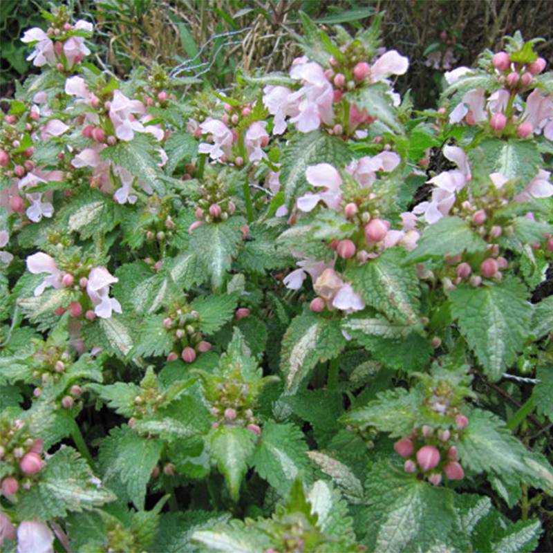 Promesse de Fleurs - Lamium maculatum Purple Dragon - Lamier argenté et violet Godet de 8/9 cm