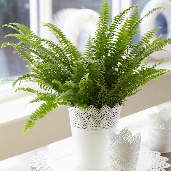 Gardenersdream - Fougère De Boston - Plante D'Intérieur Pour La Maison Ou Le Bureau -De 25 À 35 Cm (Pot Inclus) - GardenersDream - Image 1