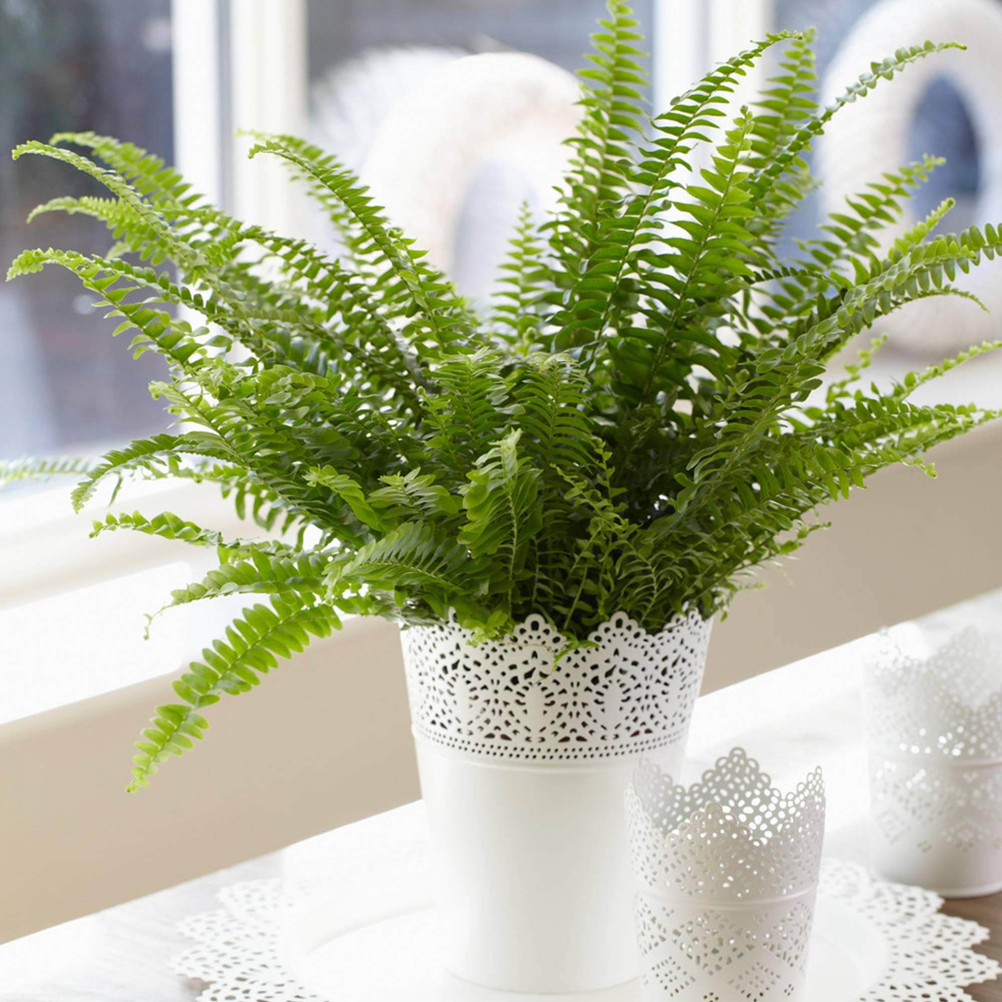 Gardenersdream - Fougère De Boston - Plante D'Intérieur Pour La Maison Ou Le Bureau -De 25 À 35 Cm (Pot Inclus) - GardenersDream - Image 1