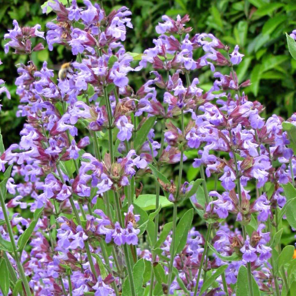 Promesse de Fleurs - Sauge officinale - Salvia officinalis Godet de 8/9 cm