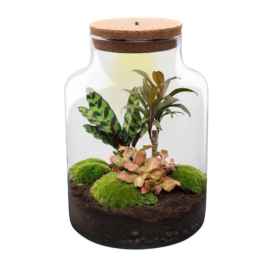 Terrarium à composer bouteille en verre recyclé - Ø21-H30cm - avec kit 4 outils - Calathea Fittonia - Terrarium DIY - Image 2