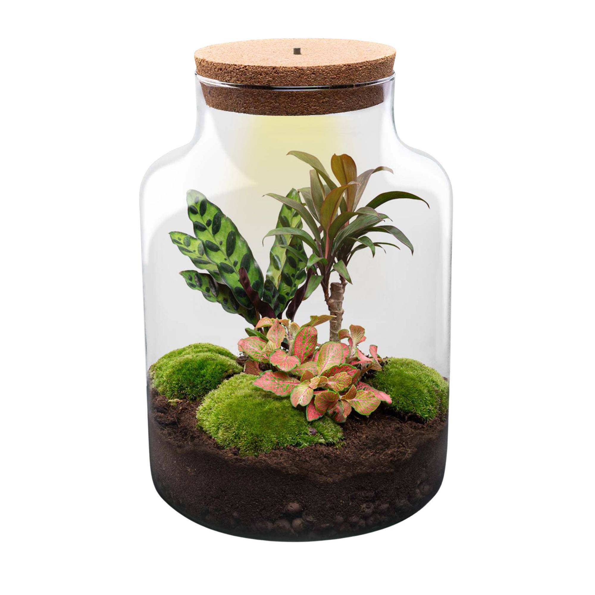 Terrarium à composer bouteille en verre recyclé - Ø21-H30cm - avec kit 4 outils - Calathea Fittonia - Terrarium DIY - Image 2