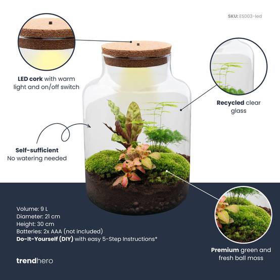 Terrarium à composer bouteille en verre recyclé - Ø21-H30cm - avec kit 4 outils - Calathea Fittonia - Terrarium DIY - Image 3