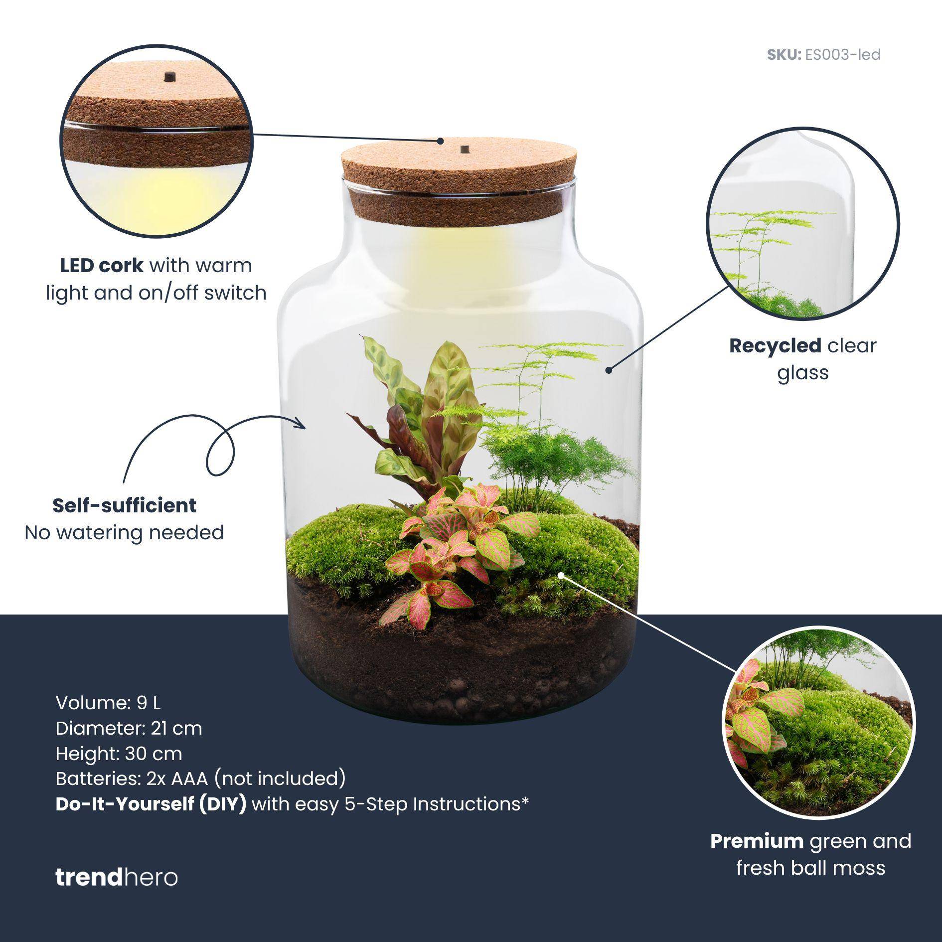 Terrarium à composer bouteille en verre recyclé - Ø21-H30cm - avec kit 4 outils - Calathea Fittonia - Terrarium DIY - Image 3