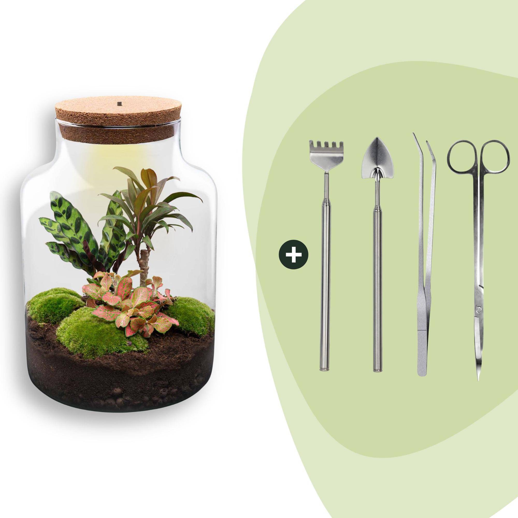 Terrarium à composer bouteille en verre recyclé - Ø21-H30cm - avec kit 4 outils - Calathea Fittonia - Terrarium DIY - Image 1