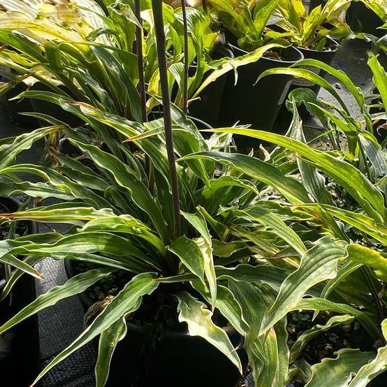 Promesse de Fleurs - Hosta Curly Fries Pot de 1,5L/2L