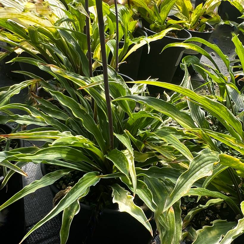 Promesse de Fleurs - Hosta Curly Fries Pot de 1,5L/2L