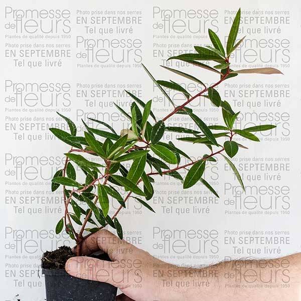 Promesse de Fleurs - Euphorbia griffithii Fireglow - Euphorbe orange Godet de 8/9 cm - Image 2
