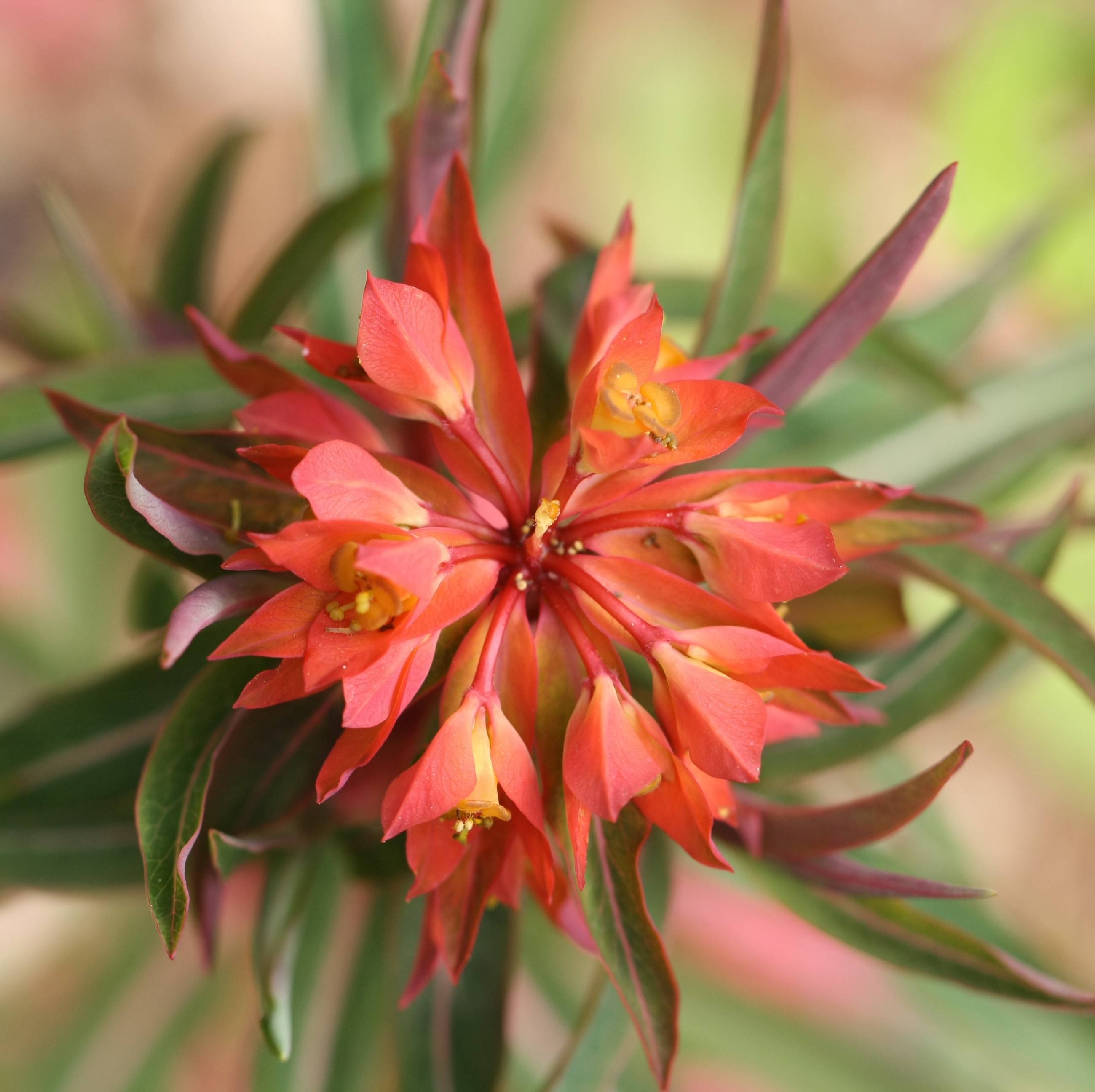 Promesse de Fleurs - Euphorbia griffithii Fireglow - Euphorbe orange Godet de 8/9 cm - Image 1