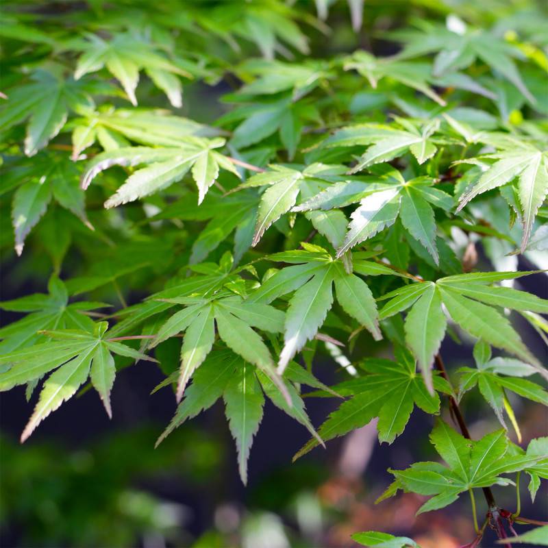 Érable du Japon (Acer palmatum) - Godet 9cm - Pépinières Naudet - Image 1