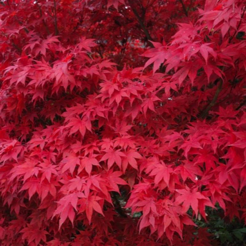 Érable du Japon (Acer palmatum) - Godet 9cm - Pépinières Naudet - Image 3