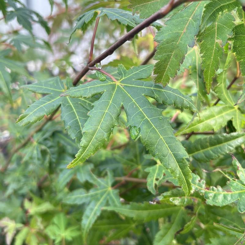 Érable du Japon (Acer palmatum) - Godet 9cm - Pépinières Naudet - Image 2