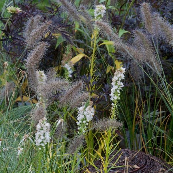 Plume du Kansas - Liatris spicata Alba Godet de 8/9 cm