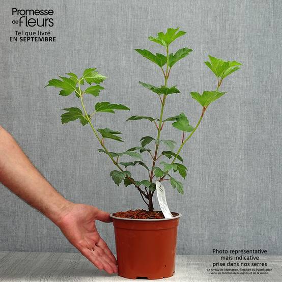 Viorne Boule de Neige - Viburnum opulus Roseum Pot de 2L/3L - Image 2