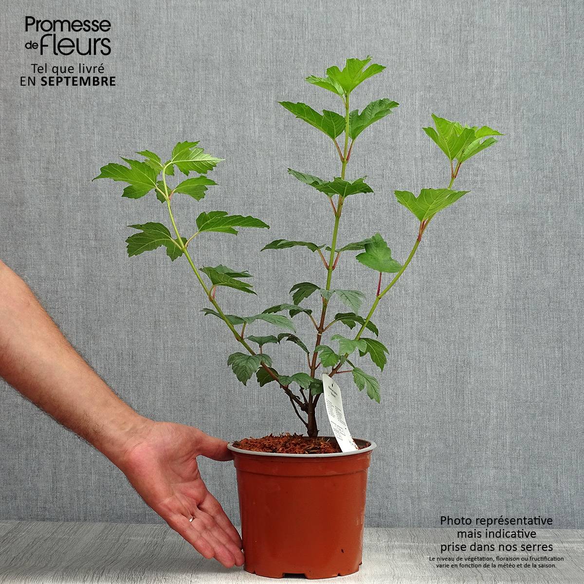 Viorne Boule de Neige - Viburnum opulus Roseum Pot de 2L/3L - Image 2