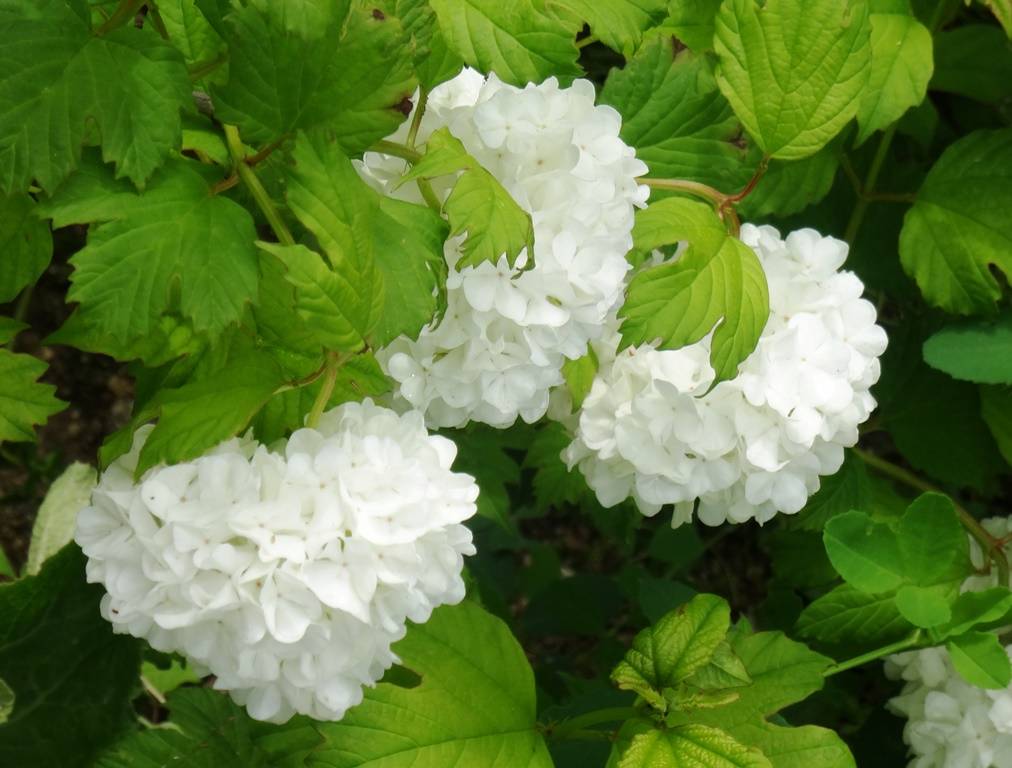 Viorne Boule de Neige - Viburnum opulus Roseum Pot de 2L/3L - Image 1