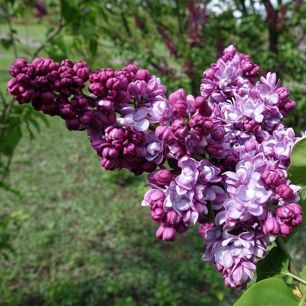 Promesse de Fleurs - Lilas commun - Syringa vulgaris Paul Thirion Pot de 7,5L/10L - Image 1