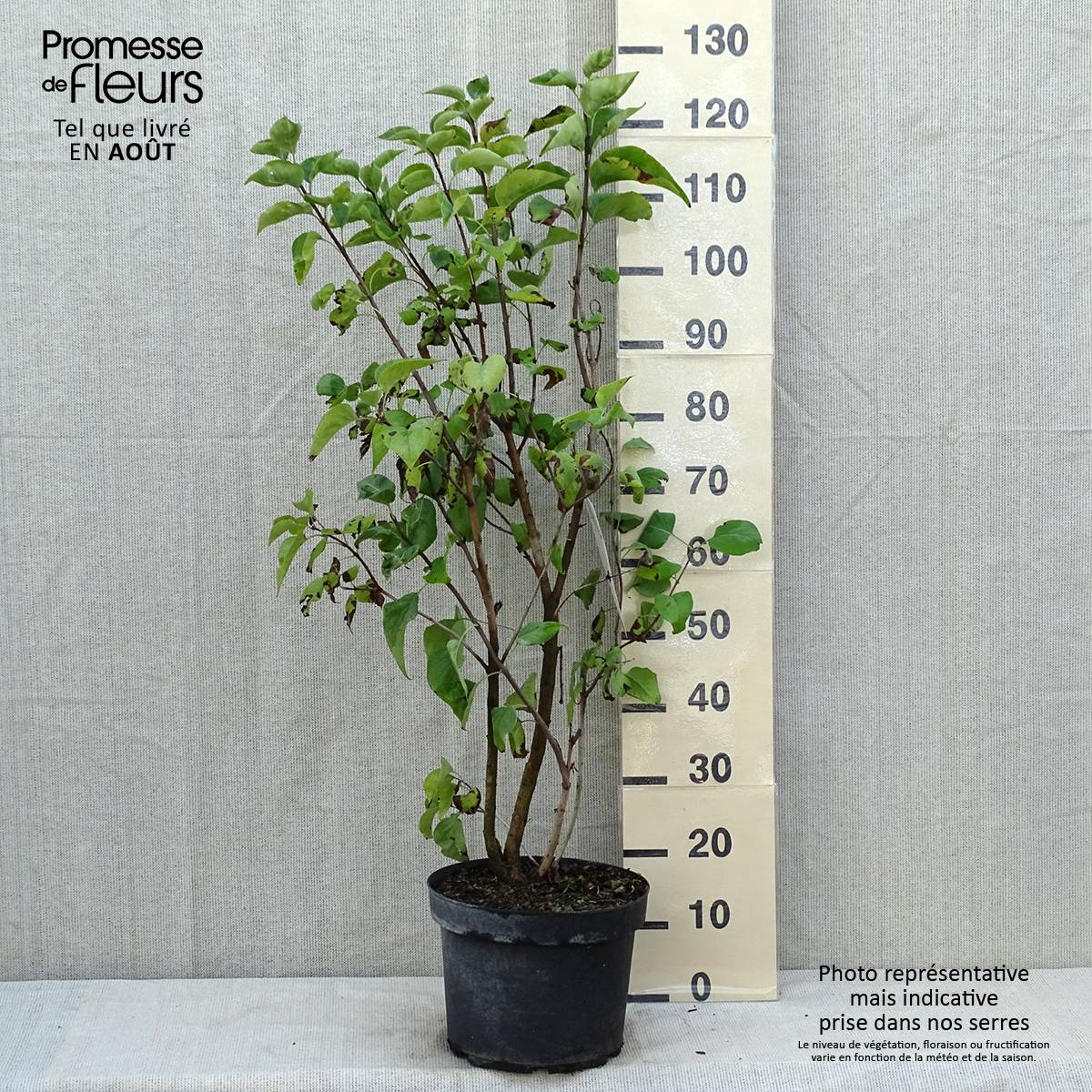 Promesse de Fleurs - Lilas commun - Syringa vulgaris Paul Thirion Pot de 7,5L/10L - Image 2