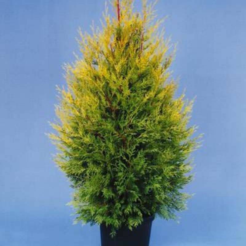 Cyprès de Leyland - Cupressocyparis leylandii Excalibur Gold Pot de 4L/5L - Image 1