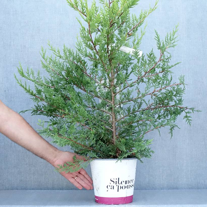 Cyprès de Leyland - Cupressocyparis leylandii Excalibur Gold Pot de 4L/5L - Image 2