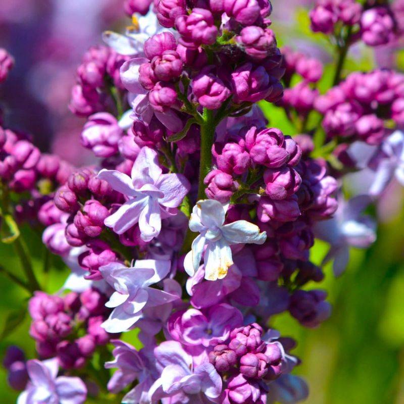 Lilas Commun 'Katherine Havemeyer' (Syringa Vulgaris) - Godet - Taille 13/25cm - Pépinières Naudet