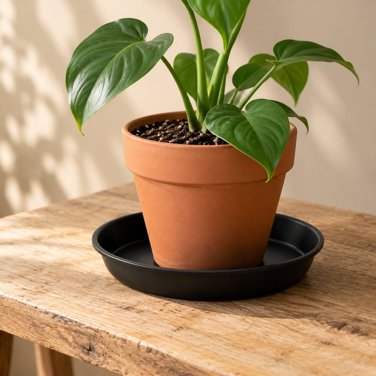 Soucpes rondes plastique noir pour plantes - Image 7