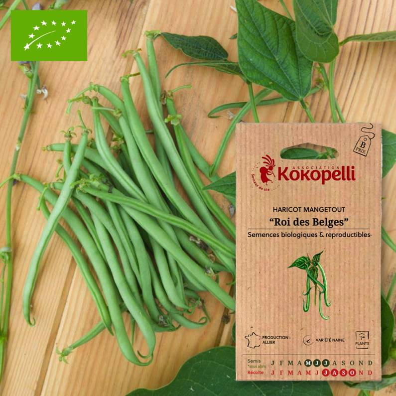 Association Kokopelli - Haricot Roi des Belges- Graines bio à semer - Image 1