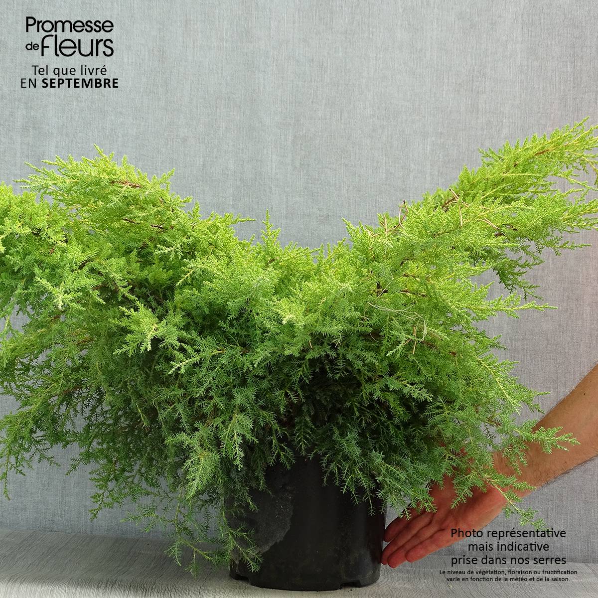 Genévrier - Juniperus x media Gold Star Pot de 7,5L/10L - Image 2