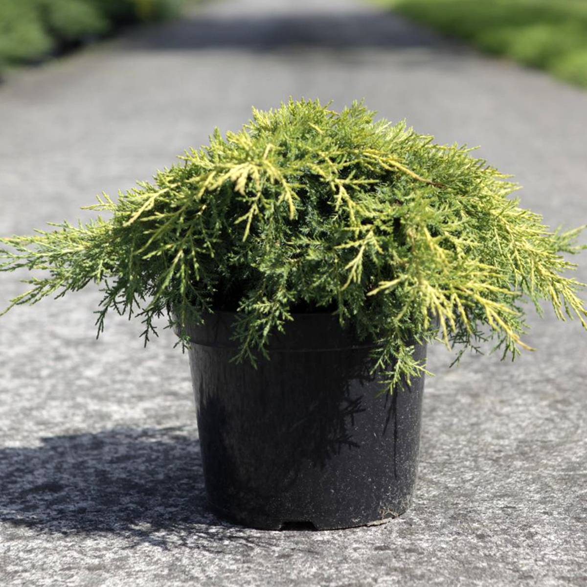 Genévrier - Juniperus x media Gold Star Pot de 7,5L/10L - Image 1