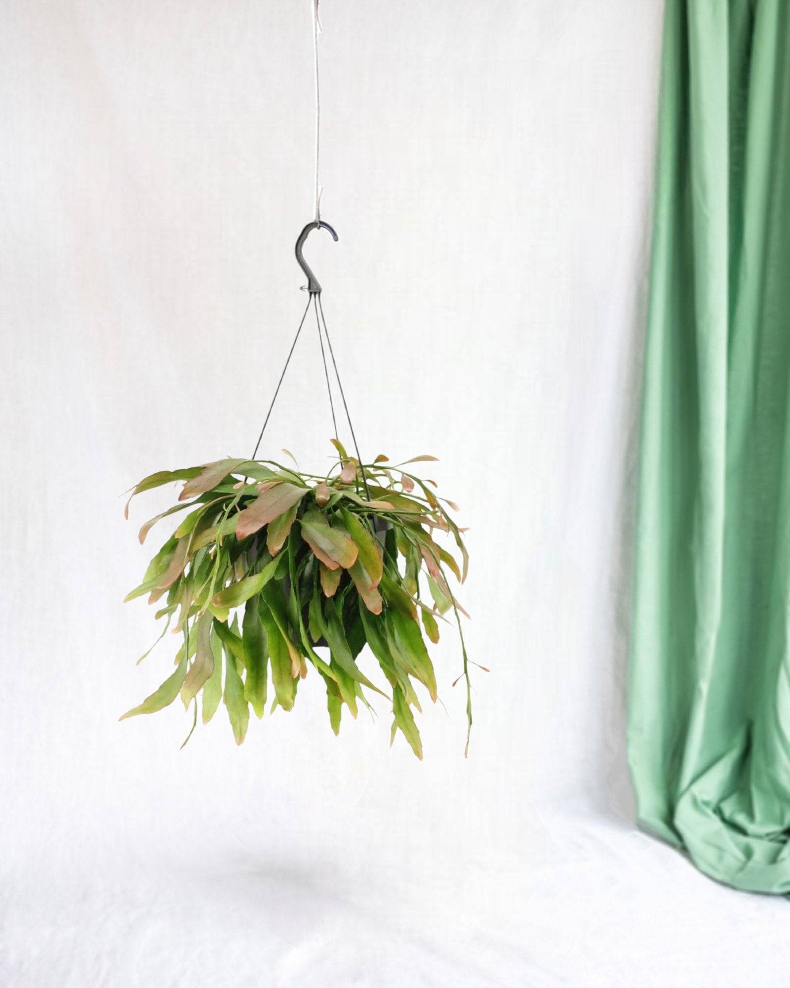 Rhipsalis Rouge Coral - D17 H25cm