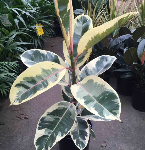 0 - Ficus elastica 'Tineke' (Caoutchouc panaché) Pot de 25L - 150/175cm - Image 3