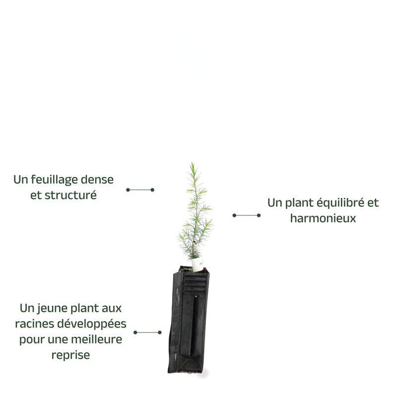 Cade (Juniperus oxycedrus) - Godet - Taille 13/25cm - Pépinières Naudet - Image 3