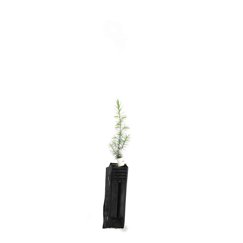Cade (Juniperus oxycedrus) - Godet - Taille 13/25cm - Pépinières Naudet - Image 2
