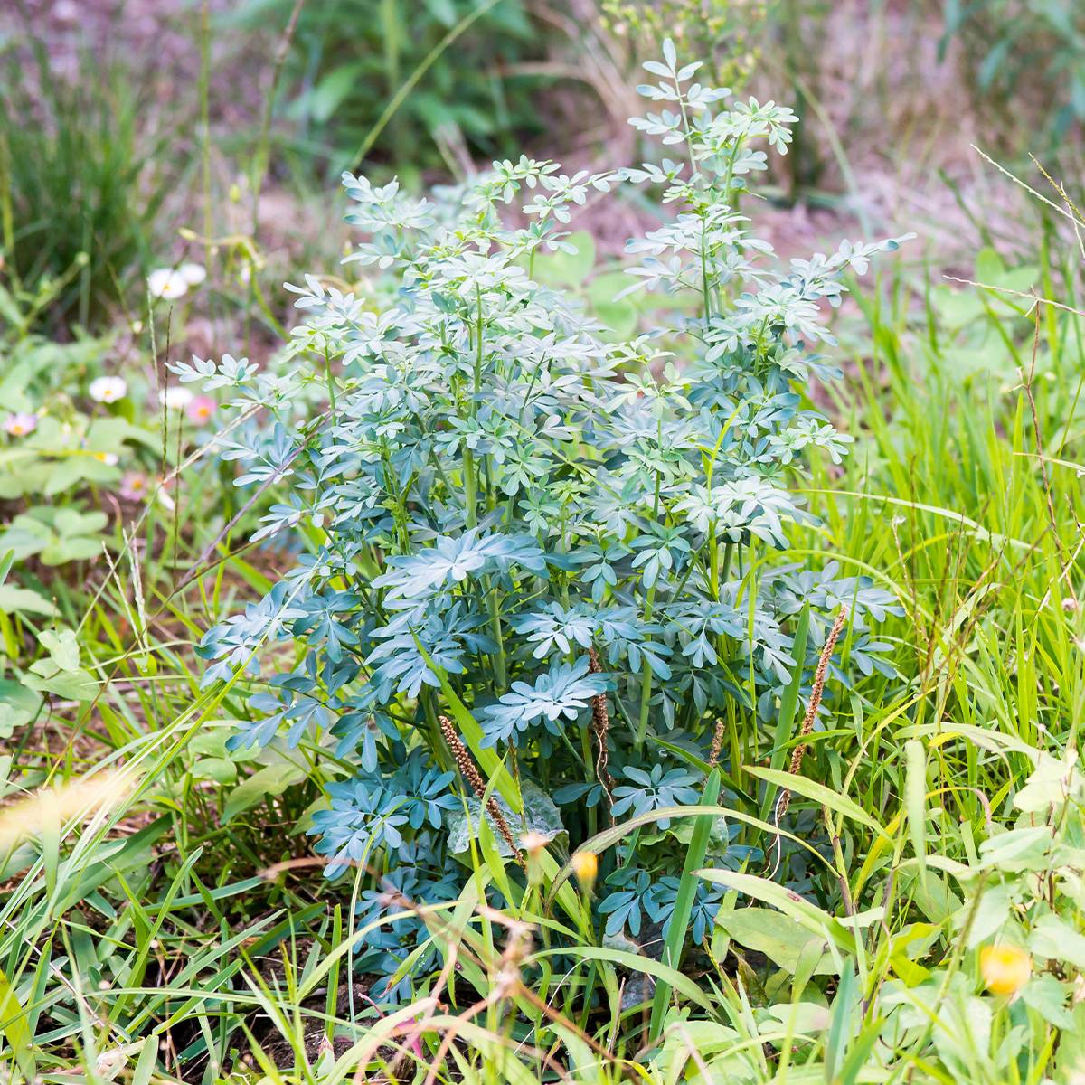 Graines de Rue de Chalep - Ruta chalepensis (Barry) le sachet de 30 ...
