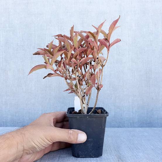 Promesse de Fleurs - Weigela florida Bristol Ruby Godet de 8/9 cm - Image 2