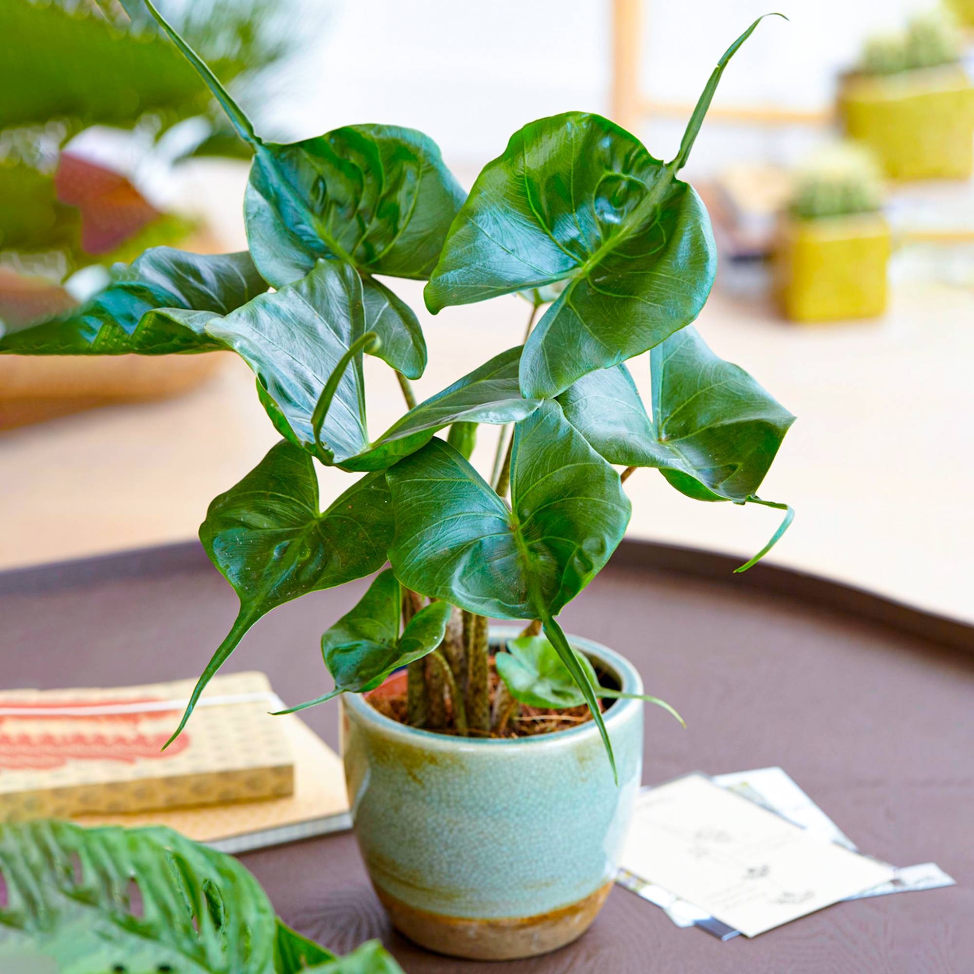 Gardenersdream - Plante Alocasia Stingray | Plante D’Intérieur En Pot Pour La Maison Ou Le Bureau 40-50 Cm - GardenersDream - Image 1