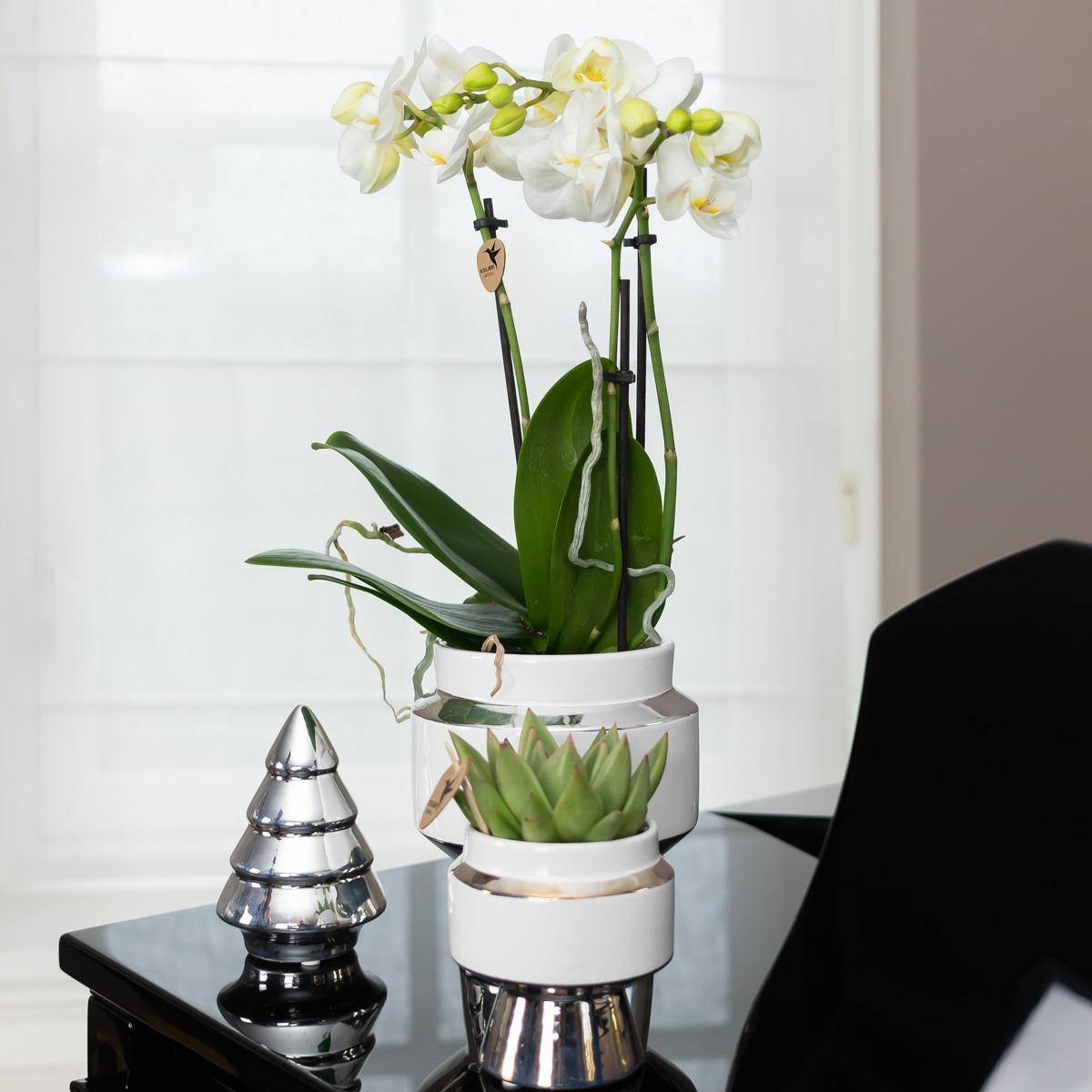 La Green Touch - Orchidée Amabilis Blanche et son pot- La Green Touch Chic argenté - Hauteur 35cm - Image 3