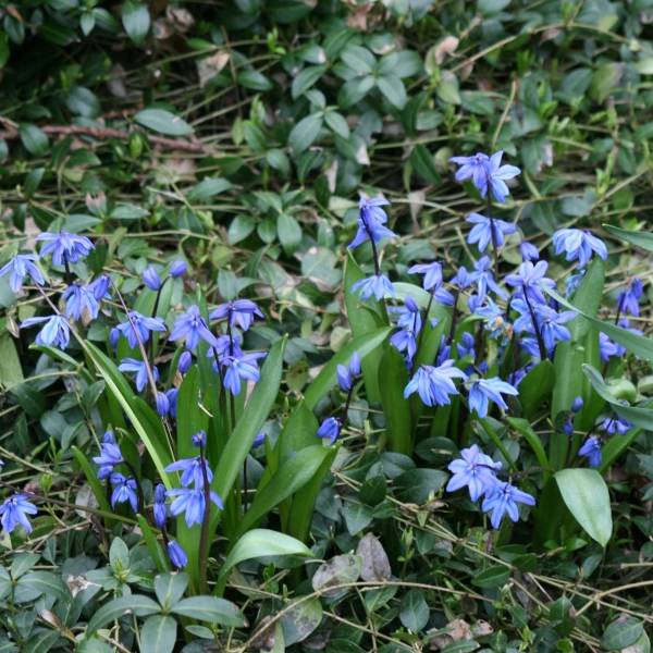 Promesse de Fleurs - Scille de Sibérie - Scilla siberica Spring Beauty Bulbe calibre 9+ (par 25)