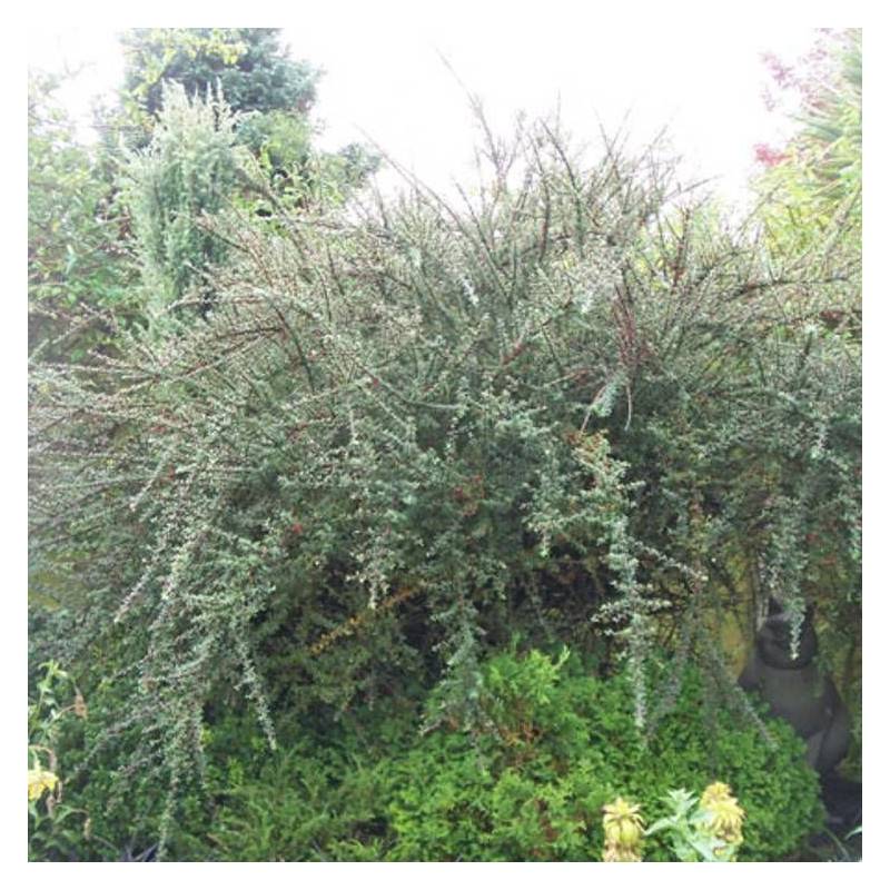 Cotoneaster microphyllus, Cotonéaster à fleurs Blanche - feuillage Semi-Persistant - Pot de 2L - 40/60 cm-  hauteur à maturité De 0,15 m à 0,50 m - Image 2