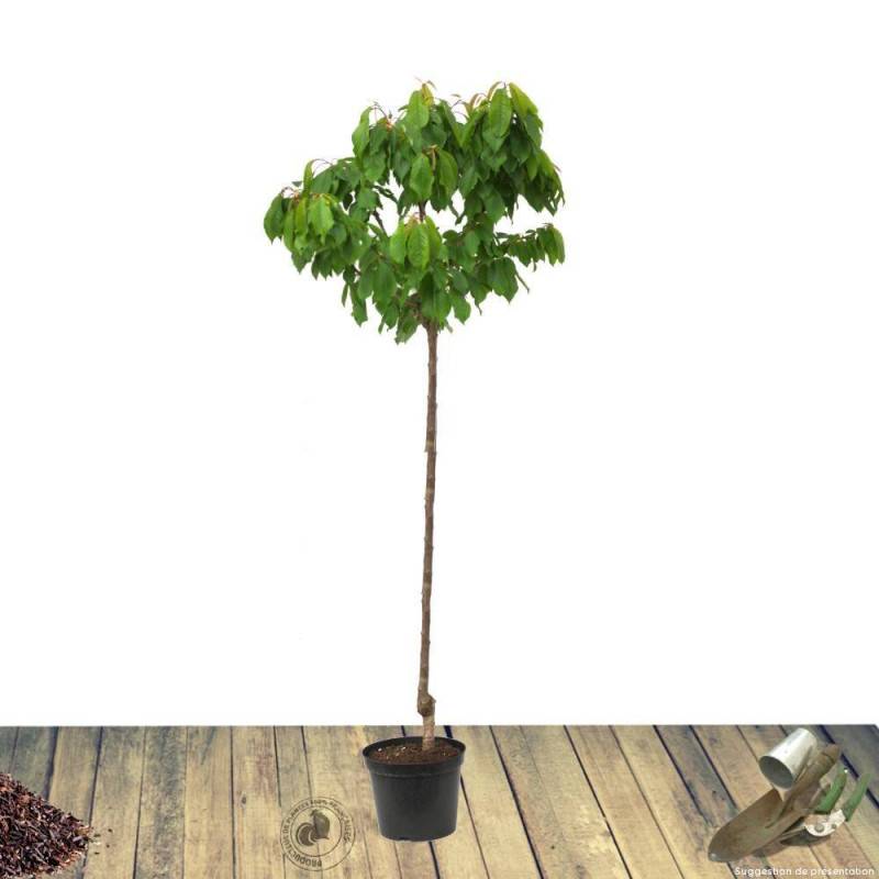 Amandier Sultane - Bon rendement - Pot de 15L - 1/2 tige - 150/175 cm - De 3,00 m à 5,00 m - Image 2