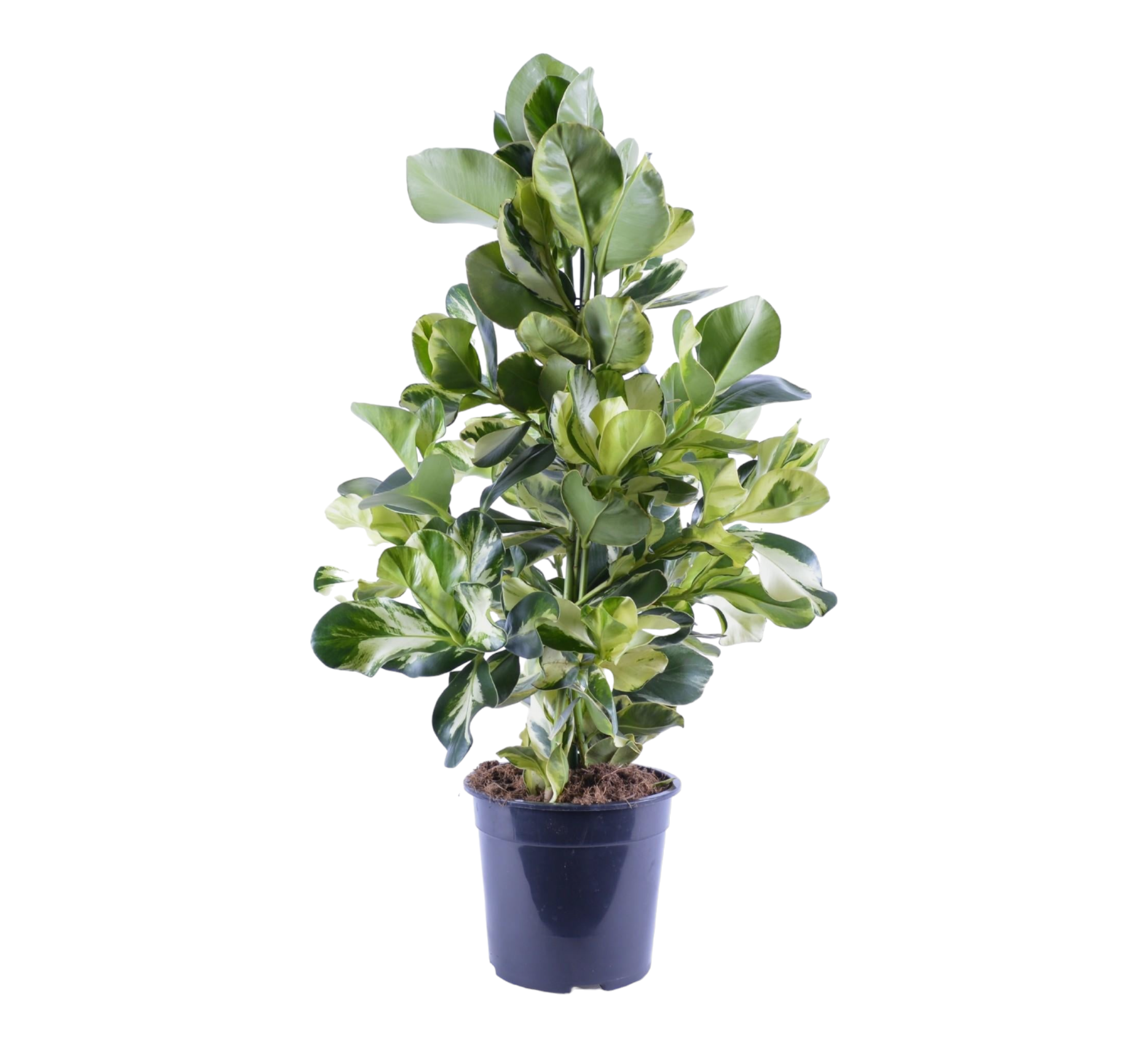 Clusia Rosea White Star 95cm - Plante d'intérieur- La Green Touch - Image 1