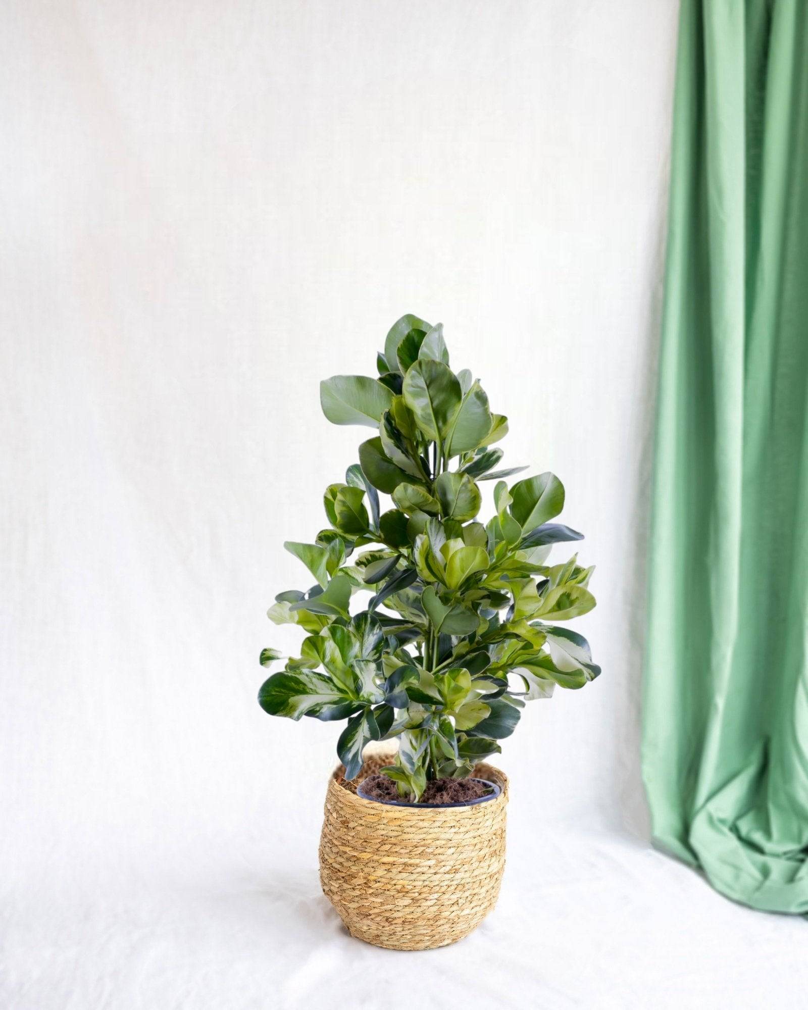 Clusia Rosea White Star 95cm - Plante d'intérieur- La Green Touch - Image 2