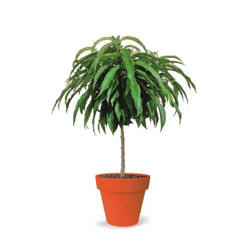 Pêcher nain Pêche de poche - Nains de jardins® - Bon rendement -  - De 1,50 m à 2,00 m - Image 5