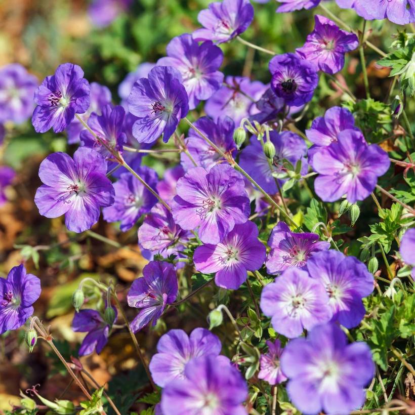 Promesse de Fleurs - Géranium vivace Rozanne Godet de 8/9 cm