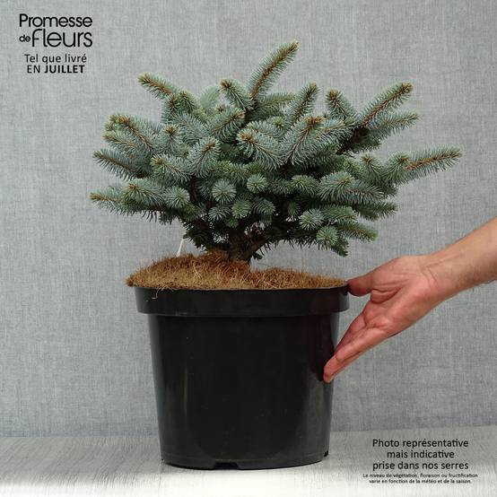 Epicea bleu - Picea pungens Glauca Globosa Pot de 4L/5L - Image 2