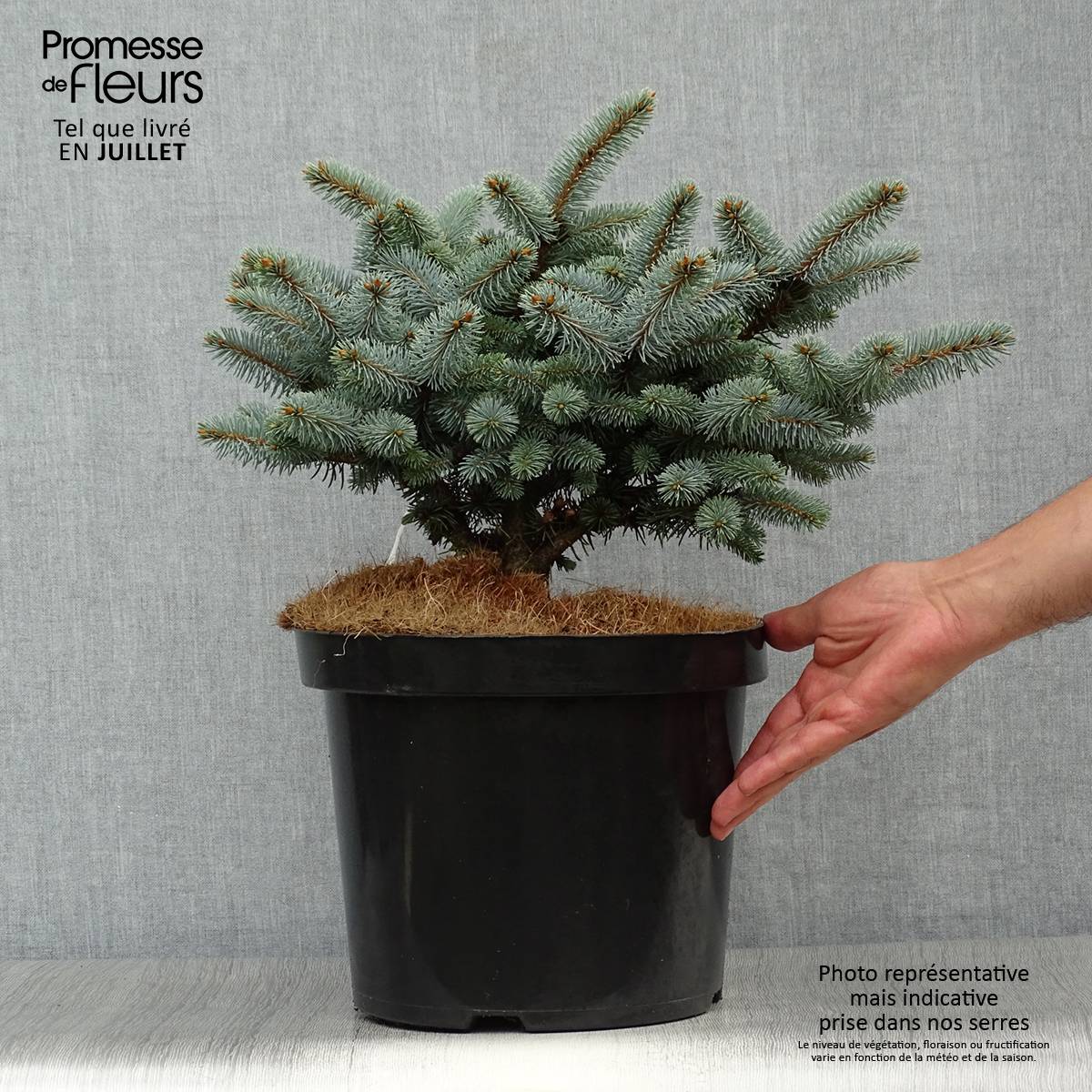 Epicea bleu - Picea pungens Glauca Globosa  Pot de 4L/5L - Image 2