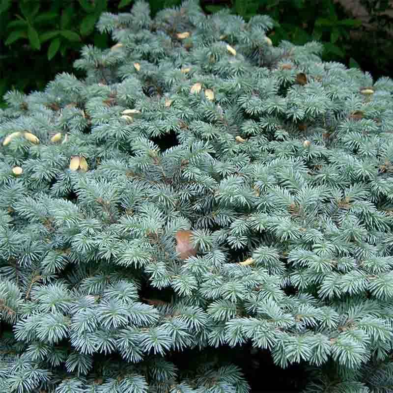 Epicea bleu - Picea pungens Glauca Globosa  Pot de 4L/5L - Image 1